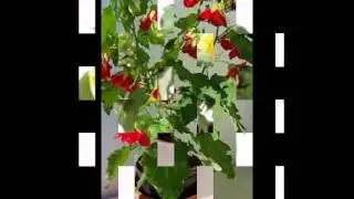 Абутилон-Энциклопедия  растений