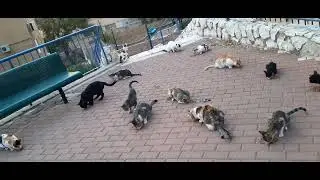 #кошки