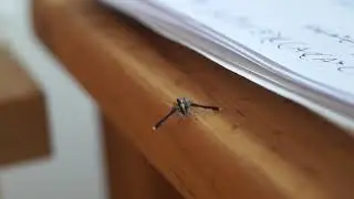 Saitis barbipes (jumping spider) courtship display