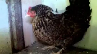 Tavuğun suyuna ekstazi konulursa ?