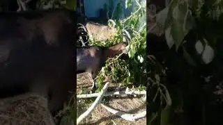 Коза Майка.