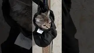 Алиса спряталась!!!