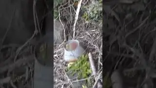 🌸 Deserted Memories: Relics of a Forgotten Graveyard in Yui - softypapa shorts 🏚️🇯🇵🌺