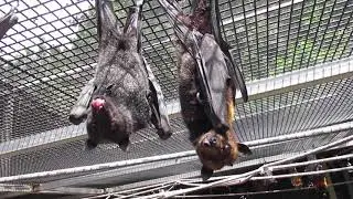 Batty Kisses For The Ravishing Raquel