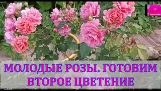 ГОТОВИМ МОЛОДЫЕ РОЗЫ КО ВТОРОЙ ВОЛНЕ ЦВЕТЕНИЯ. НАЧИНАЮЩИМ