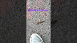 Дрожь земли.