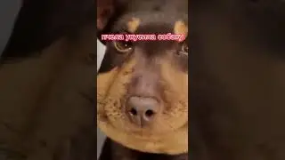 укусила пчела собака против кошки.