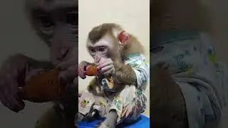 wow     #monkey #dog #dogs #monkeys #pets  #dogbreed #cute #breed