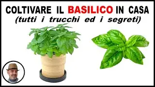 COLTIVARE IL BASILICO IN CASA, tutte le cure ed i segreti