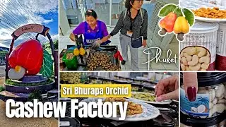 28 🥜 CASHEW FACTORY • Sri Bhurapa Orchid • PHUKET #Cashews #InformativeTour #Nut #Seed • Dec 10,2023