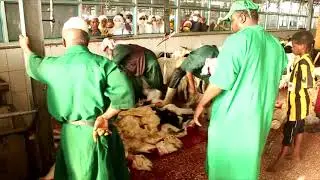 ZIARAH, PEMOTONGAN HEWAN - DOKUMENTASI PERJALANAN HAJI 2014 - KUPANG NTT