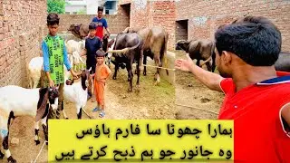 best quality animal for cutting on shop | my form House in village | animal for cutting on shop
