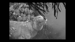 Love of Strings by Moby