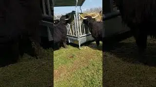 Do Highland cows make good pets