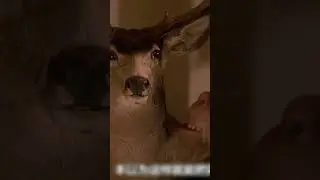 Что делает бигфут в их доме? 😳😎🔥 