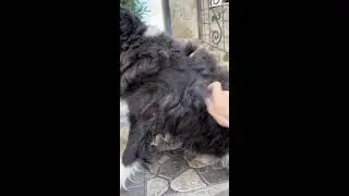 Лана Помощь Бездомным Животным Новенькие 😢