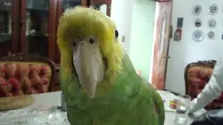 KOKO no tiene límites | Loro Kankan