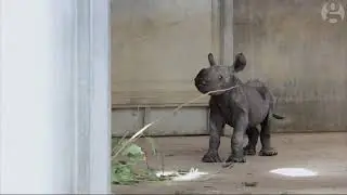 Endangered eastern black rhino born in Iowa zoo  video  Environment  The Guardian
