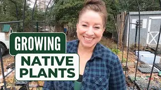 How I Sow Native Plant Seeds and Which Native Plants am I Growing👩🏻‍🌾🌿👍🏻