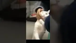 നീ കഴിക്കണ്ട.. 😂ഞാൻ കഴിക്കും #shorts #animals #subscribe #dubbing #animal #cat