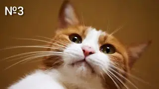 Funny animals |Смешные животные №3