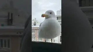 Чайка в Стамбуле!!!