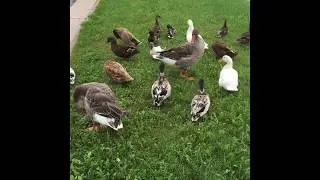 Domestic duck and goose long flight