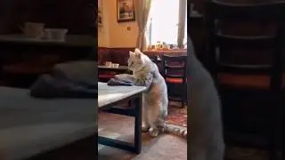 Котики 🐈 ШОК! Как нучить этому кота??😱 #cat #funny #pets #catlover #funnycat #catvideos #котики