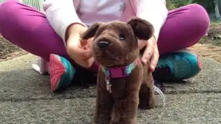 All Of My American Girl Pets