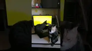 Сразу ясно - КТО провел лето на даче.