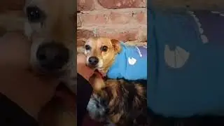 Шустрик модник   