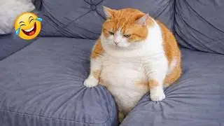 Impossible Not to Laugh 🤣😹 Funniest Cat Clips 2026