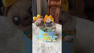 Reasons why you need a LOULOU & DUCKY PLUSH in your life 🥹🐥🩵 