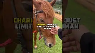 Feeding Animals Is Charity In Islam