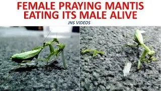 Female Praying Mantis eating its Male alive
