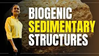 Biogenic sedimentary structure | 