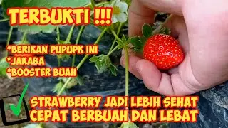 APLIKASI JAKABA & BOOSTER BUAH PADA TANAMAN STRAWBERRY | TERBUKTI JADI CEPAT BERBUAH!