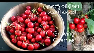 Cherry Tree / ചെറി  - Gardening in San Jose, California.| USA Malayalam vlog
