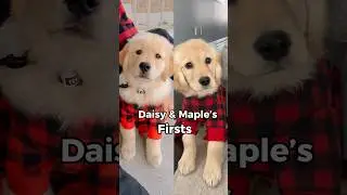 Both of my dog’s first moments 🥹 