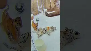 Snow Cam 2024