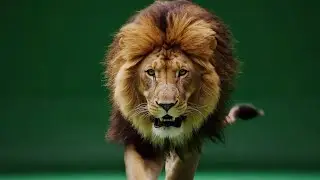 Lion Compilation – 12 Free Green Screen VFX Clips