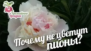 Сорта пионов. Почему не цветут пионы?