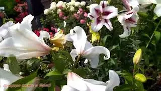Садовый рай/ Саженцы.Рассада/Садовые цветы