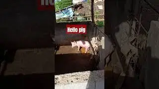 Lonely pig