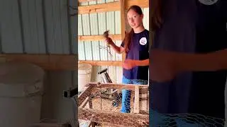 Garlic Harvest: Curing Part 2