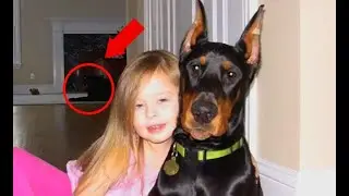Doberman saved the girl's life!!!