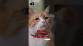 Дасти. #котик #киса #собака #пёсик #уход #факты #интересно #умнее #это_надо #пригодится