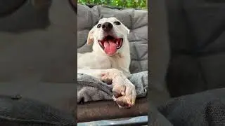ЖИРАФА ищет ДОМ, где ВЕРНОСТЬ - не просто слова ❤️ 