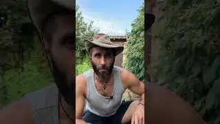 МОЯ МАЛИНА В СПЕКУ #малина #спека #доглядзамалиною #дача #сад #догляд