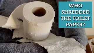 What my cats do at night (with toilet paper!) spycam surveillance camera footage